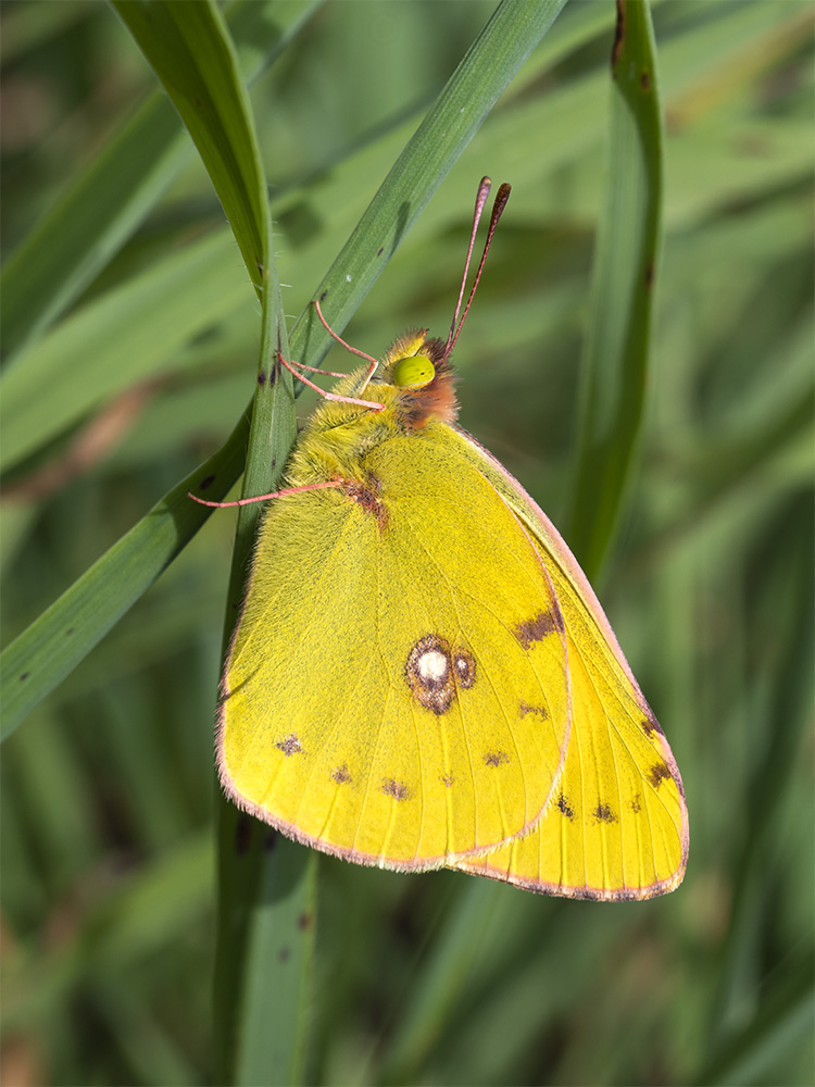 Colias crocea?